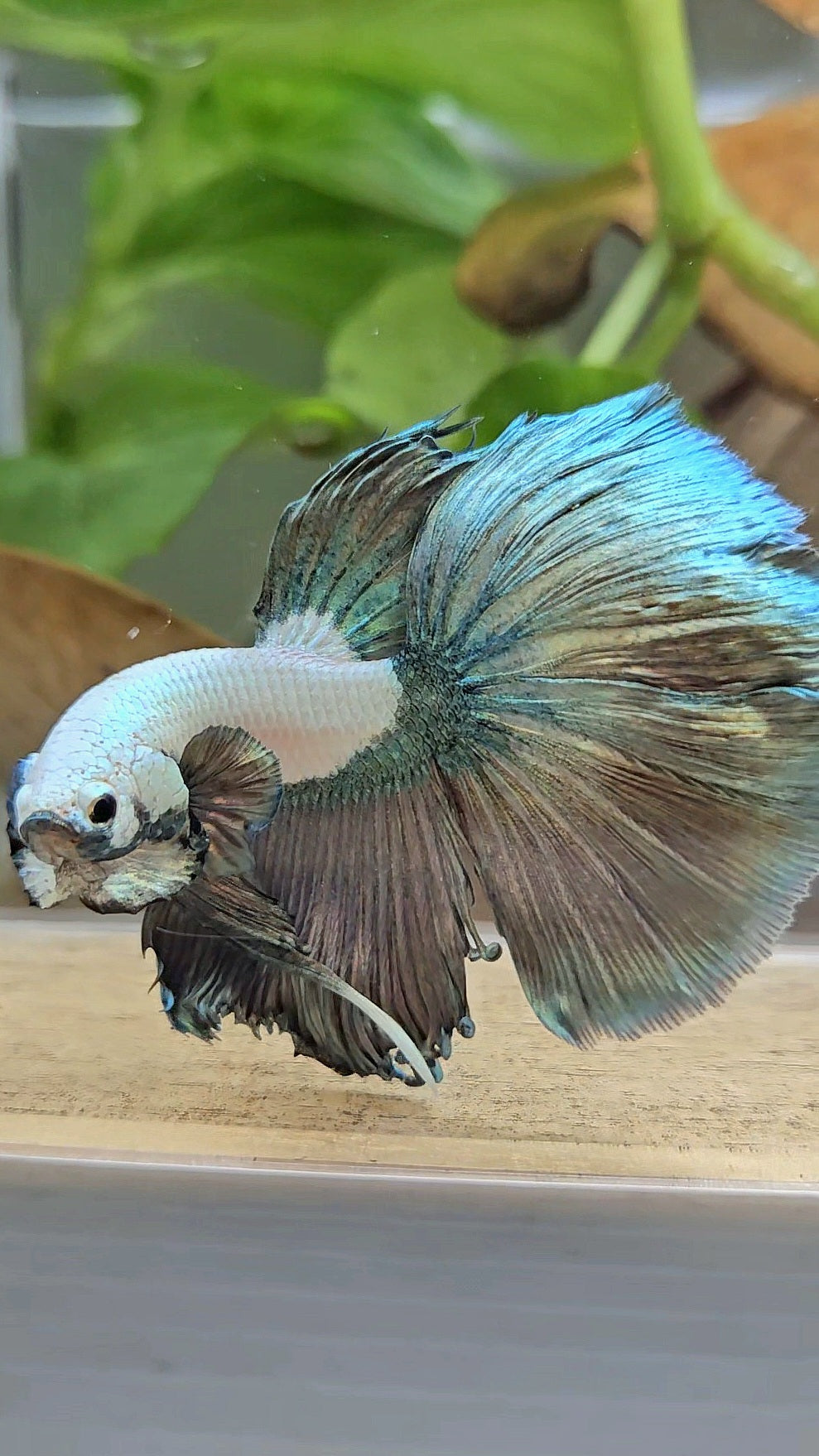 HALFMOON COPPER RIM MARBLE BETTA FISH