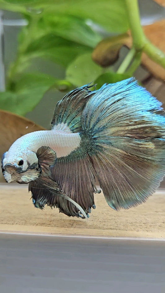 HALFMOON COPPER RIM MARBLE BETTA FISH