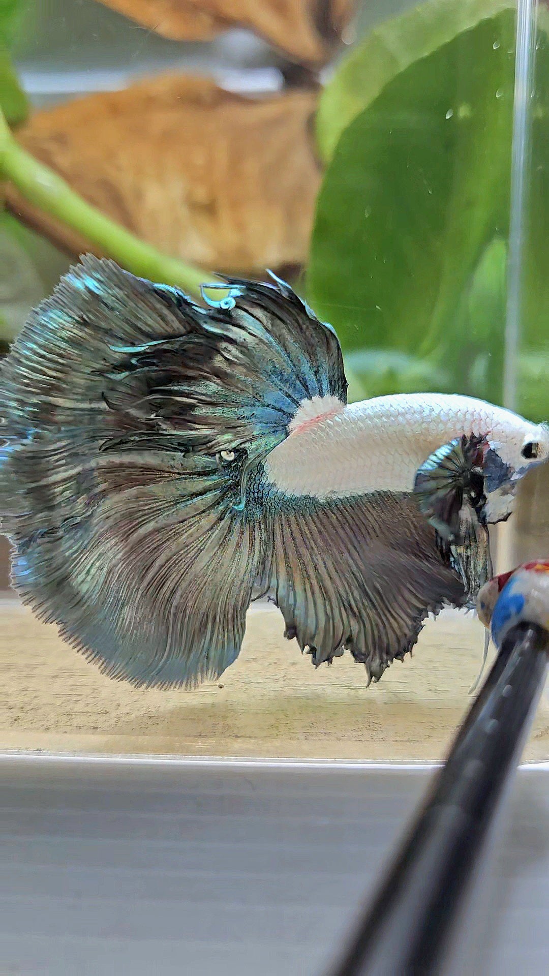 HALFMOON COPPER RIM MARBLE BETTA FISH