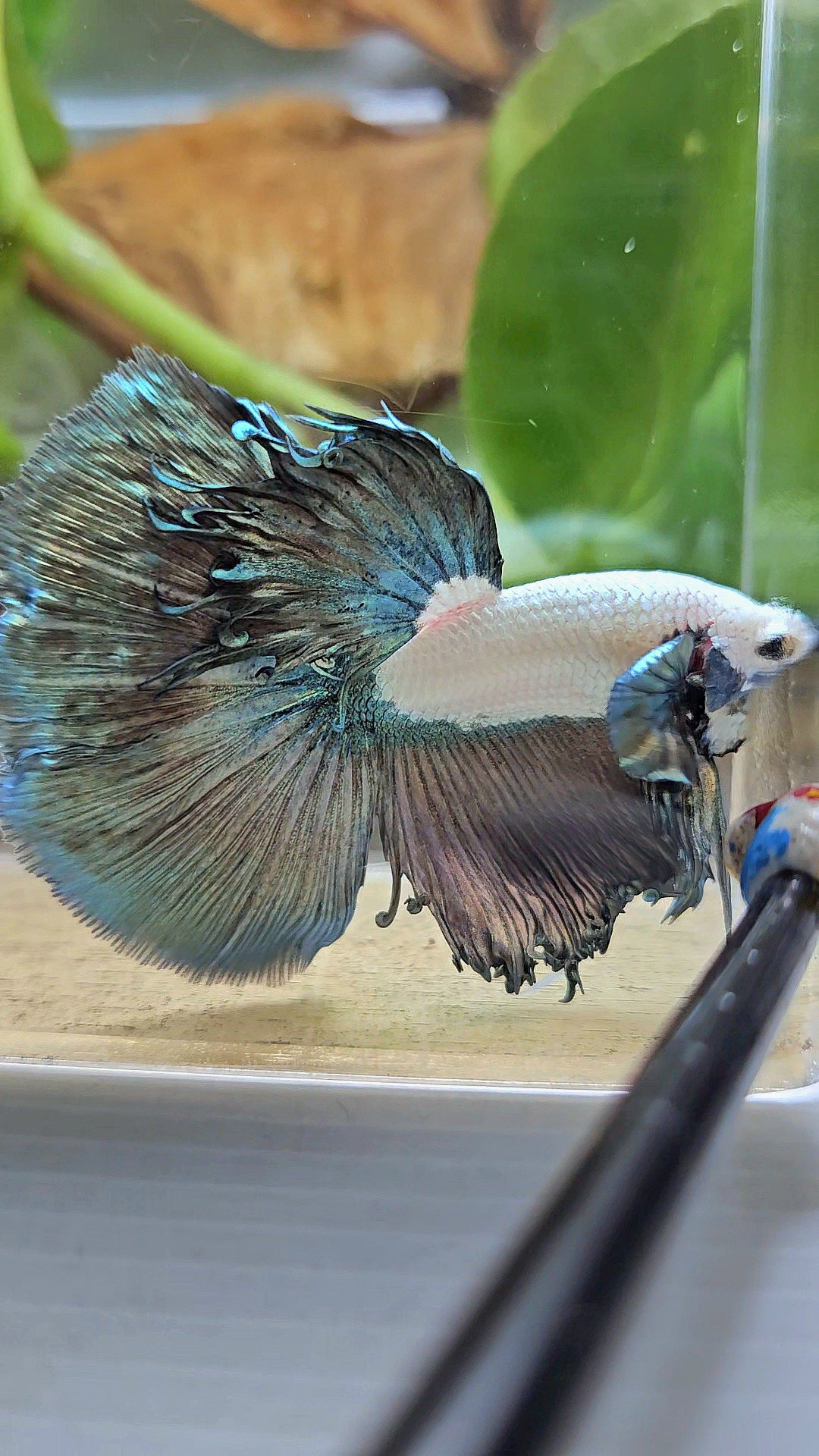 HALFMOON COPPER RIM MARBLE BETTA FISH