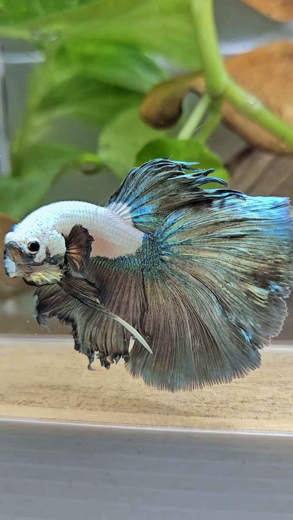 HALFMOON COPPER RIM MARBLE BETTA FISH