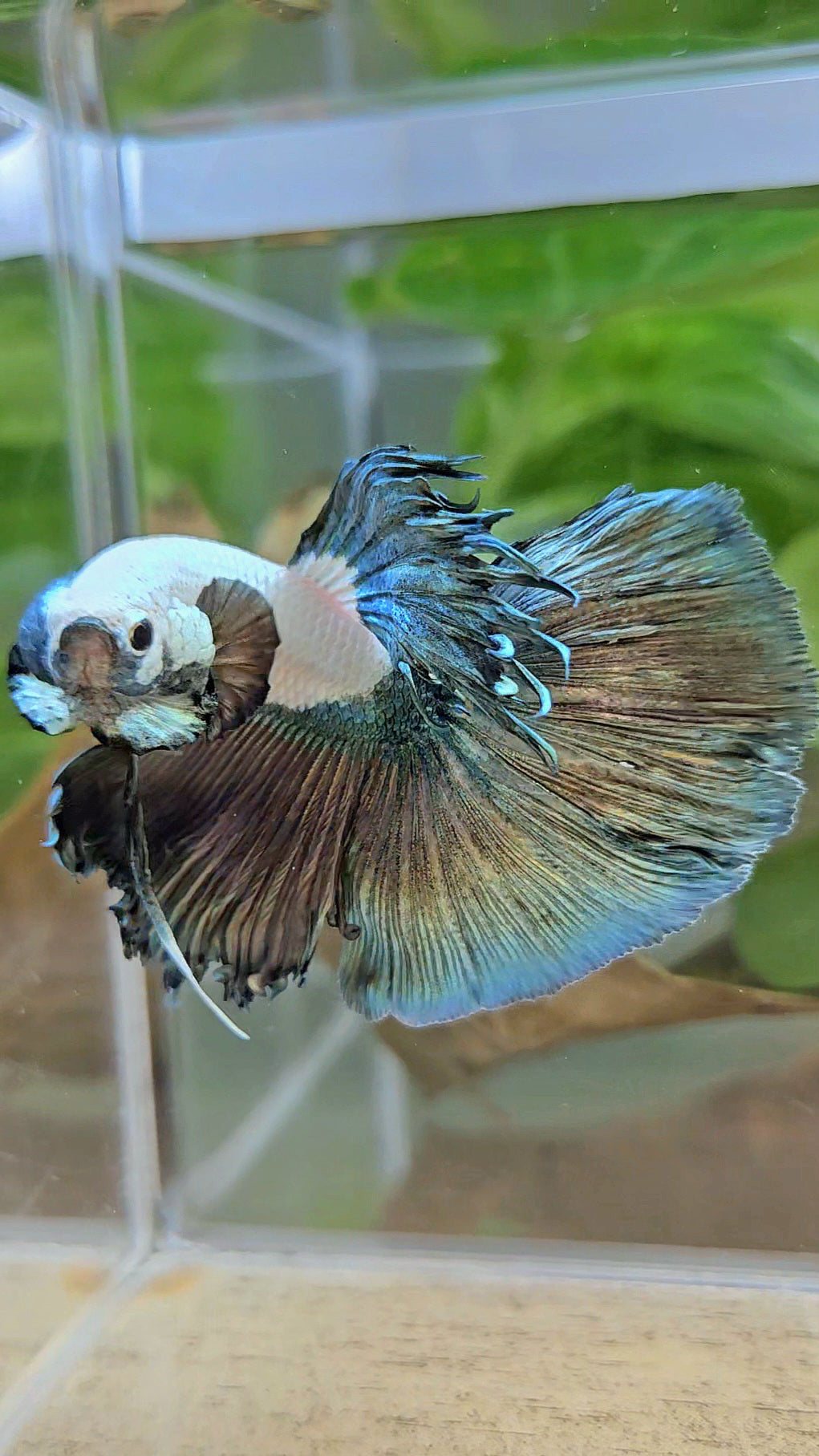 HALFMOON COPPER RIM MARBLE BETTA FISH