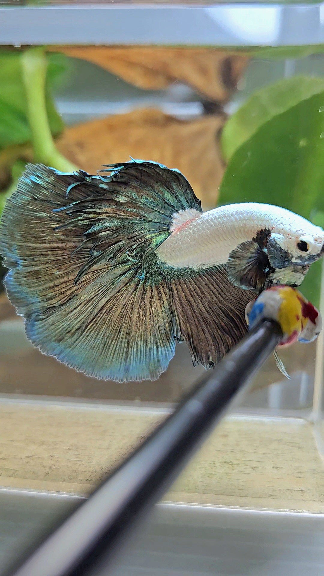HALFMOON COPPER RIM MARBLE BETTA FISH