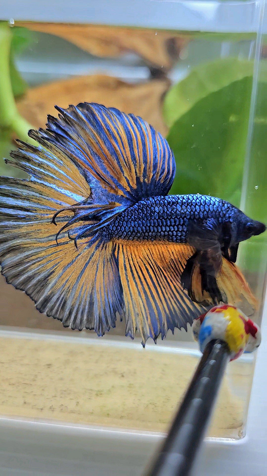 HALFMOON ROSETAIL YELLOW BLUE MUSTARD GAS PATTERN BETTA FISH