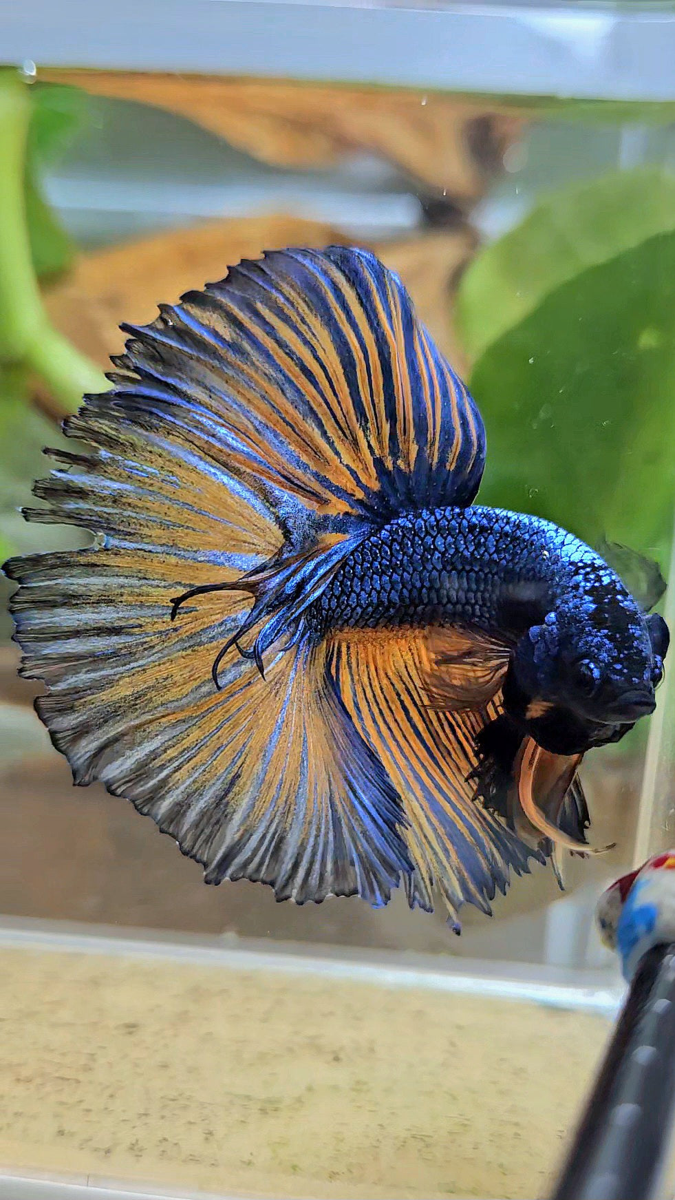 HALFMOON ROSETAIL YELLOW BLUE MUSTARD GAS PATTERN BETTA FISH