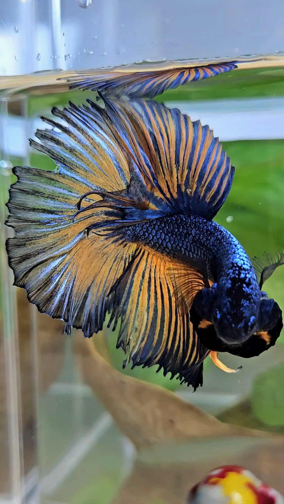HALFMOON ROSETAIL YELLOW BLUE MUSTARD GAS PATTERN BETTA FISH