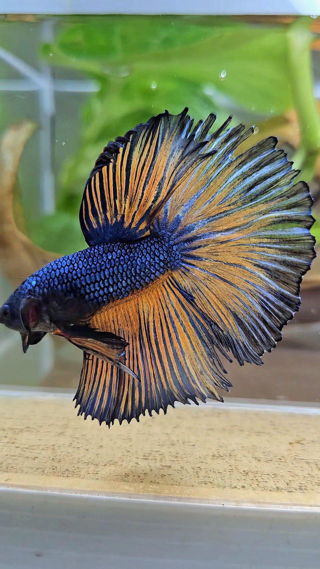 HALFMOON ROSETAIL YELLOW BLUE MUSTARD GAS PATTERN BETTA FISH