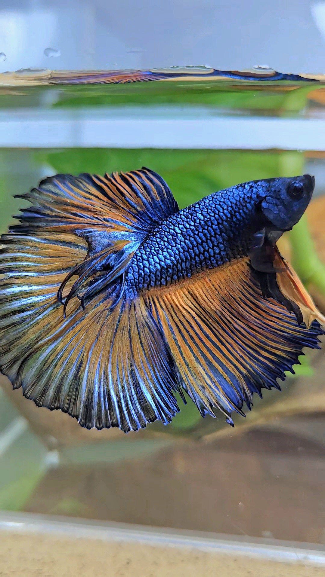 HALFMOON ROSETAIL YELLOW BLUE MUSTARD GAS PATTERN BETTA FISH