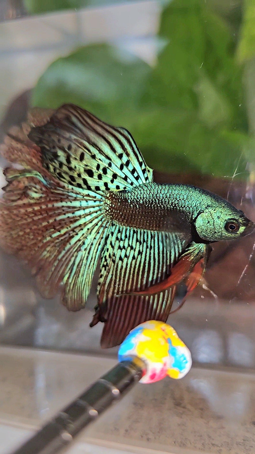 HALFMOON ROSETAIL ALIEN GREEN HYBRID WILD BETTA FISH