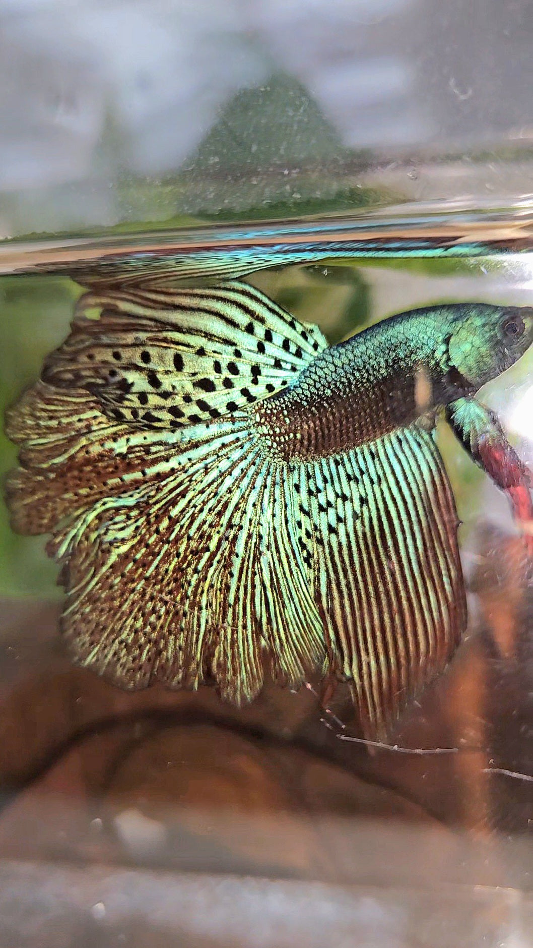 HALFMOON ROSETAIL ALIEN GREEN HYBRID WILD BETTA FISH
