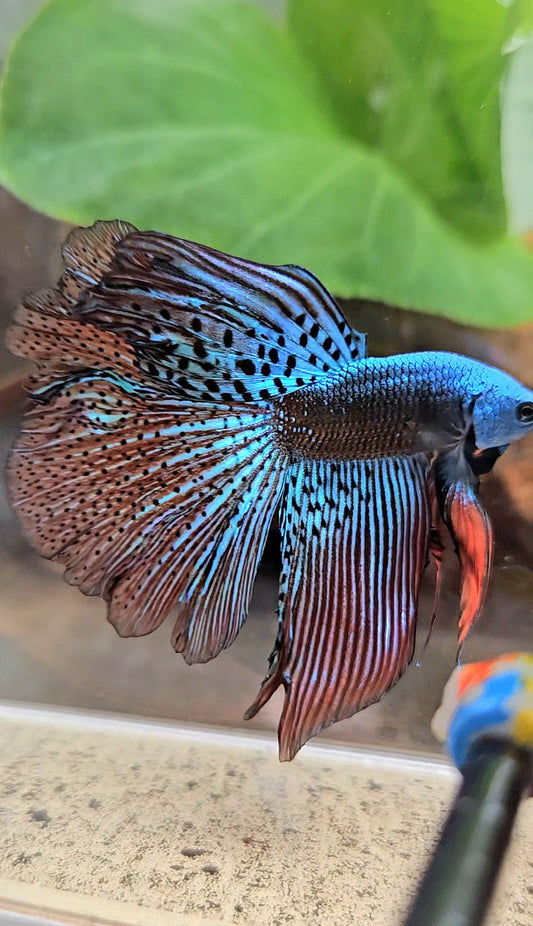 HALFMOON ROSETAIL ALIEN GREEN HYBRID WILD BETTA FISH