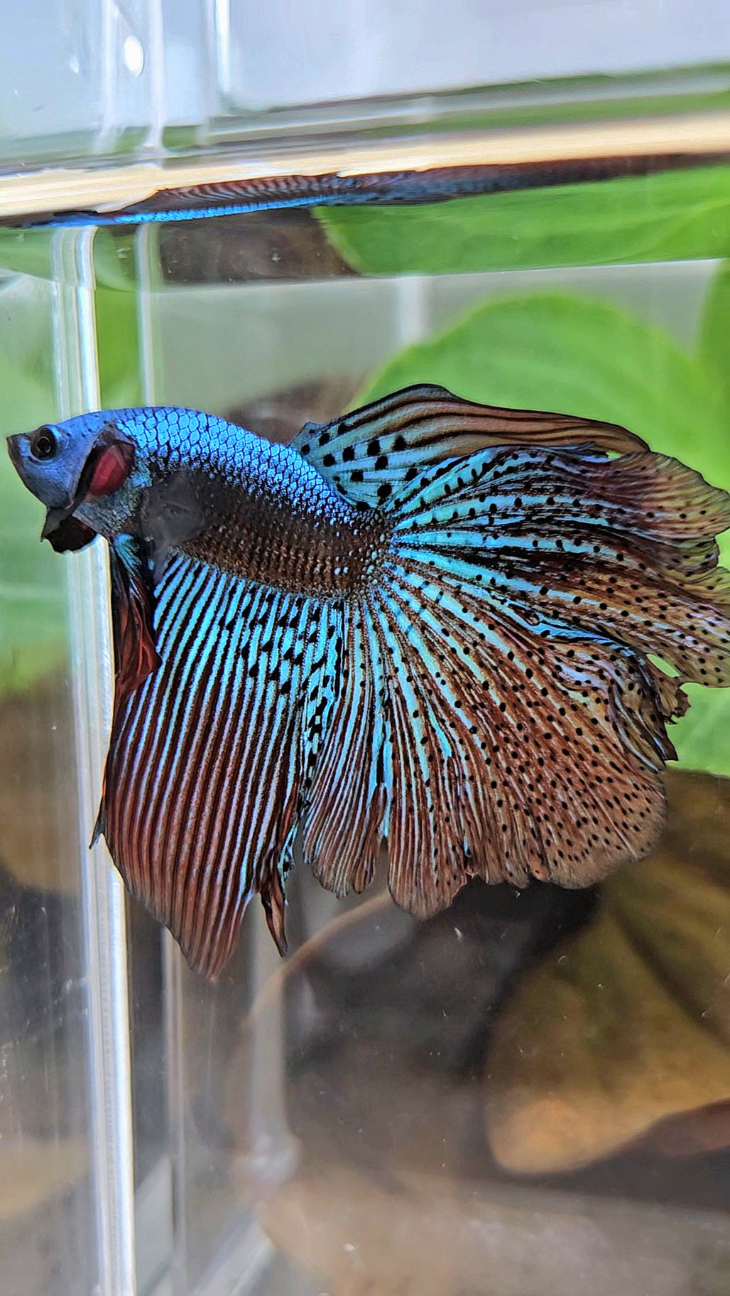 HALFMOON ROSETAIL ALIEN GREEN HYBRID WILD BETTA FISH