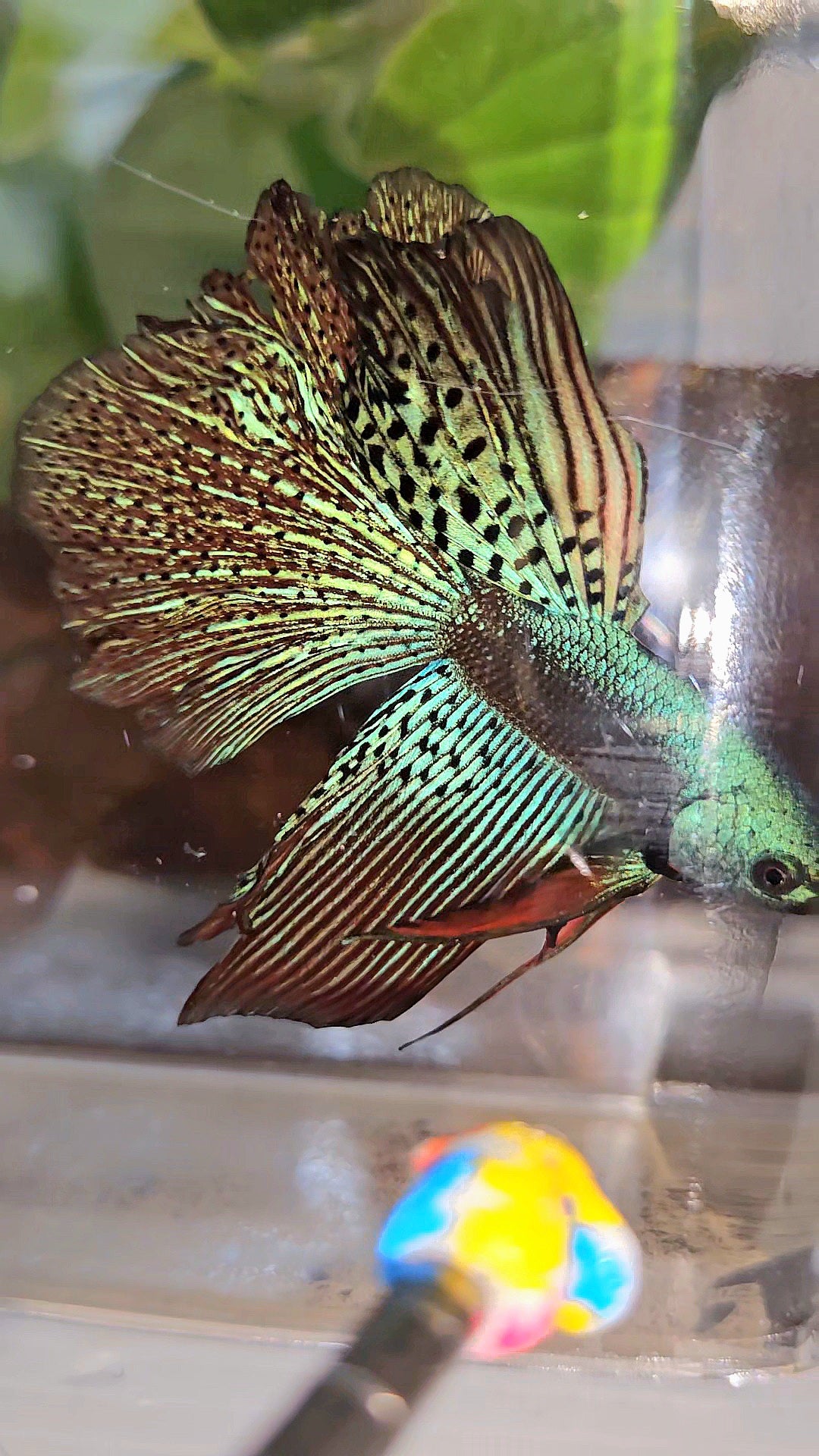 HALFMOON ROSETAIL ALIEN GREEN HYBRID WILD BETTA FISH