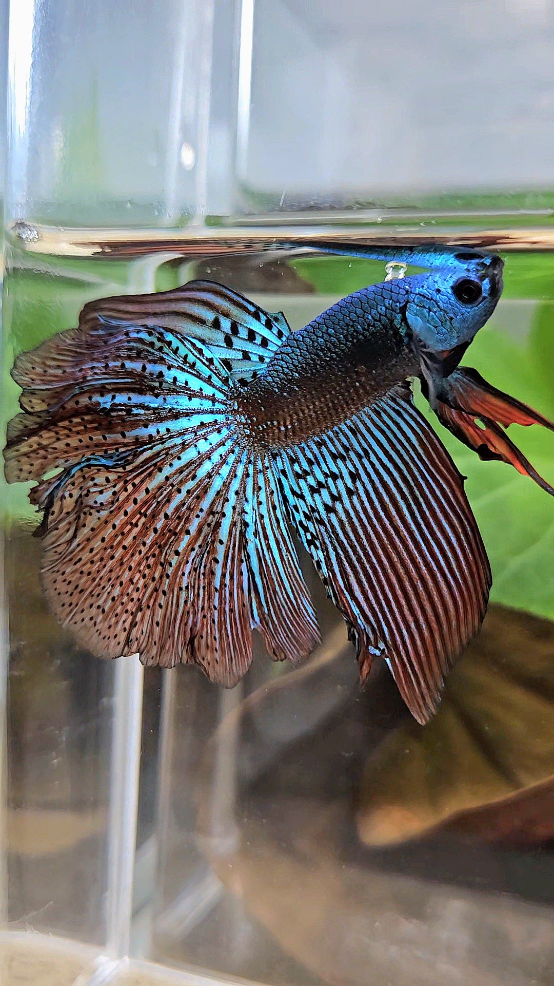 HALFMOON ROSETAIL ALIEN GREEN HYBRID WILD BETTA FISH