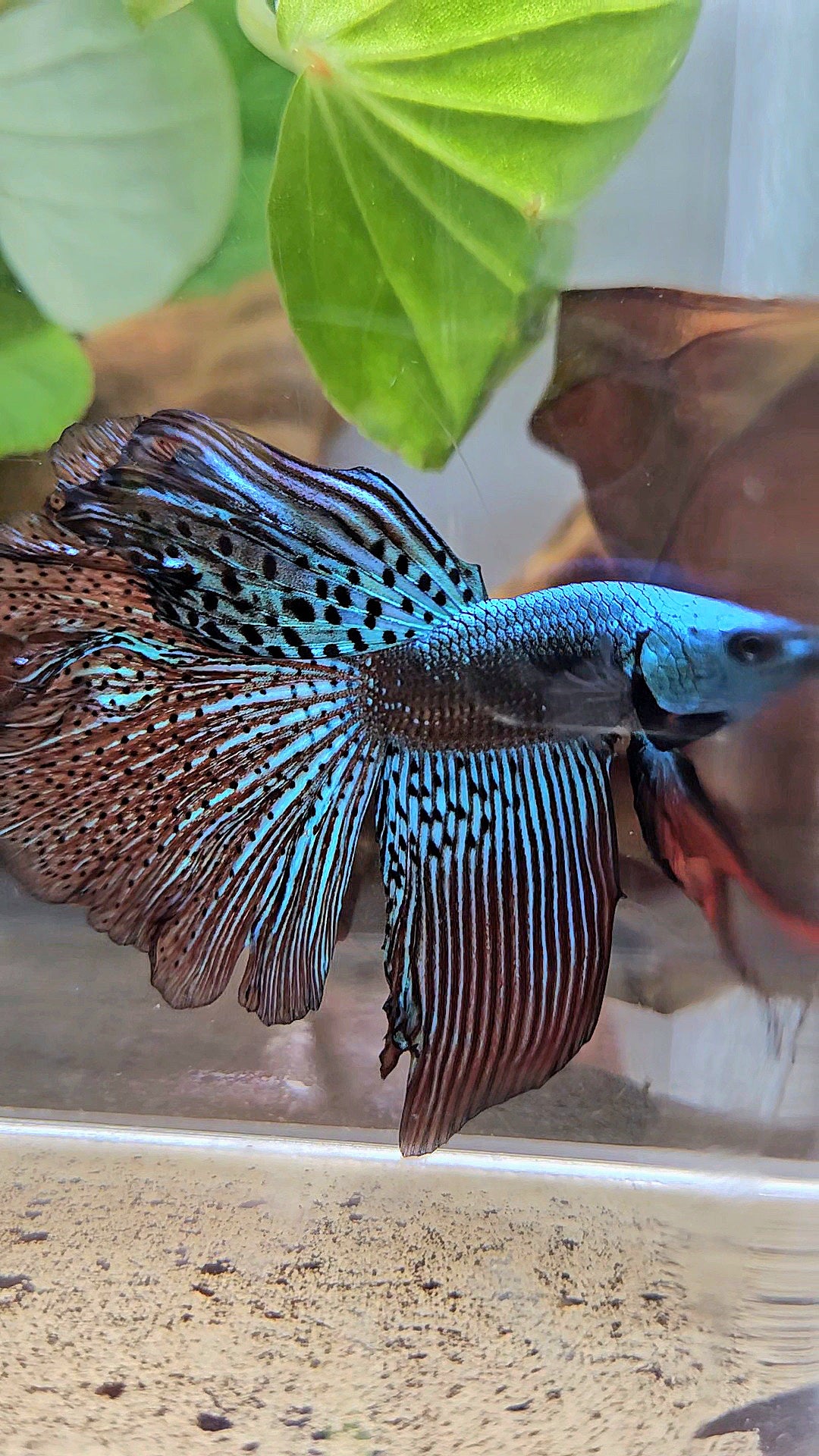 HALFMOON ROSETAIL ALIEN GREEN HYBRID WILD BETTA FISH