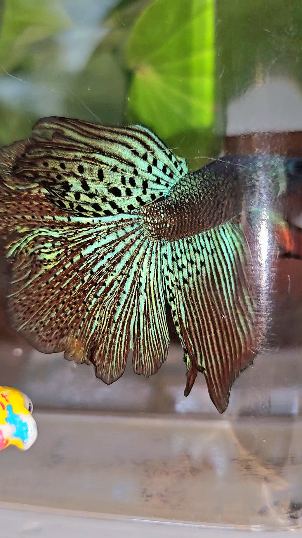HALFMOON ROSETAIL ALIEN GREEN HYBRID WILD BETTA FISH