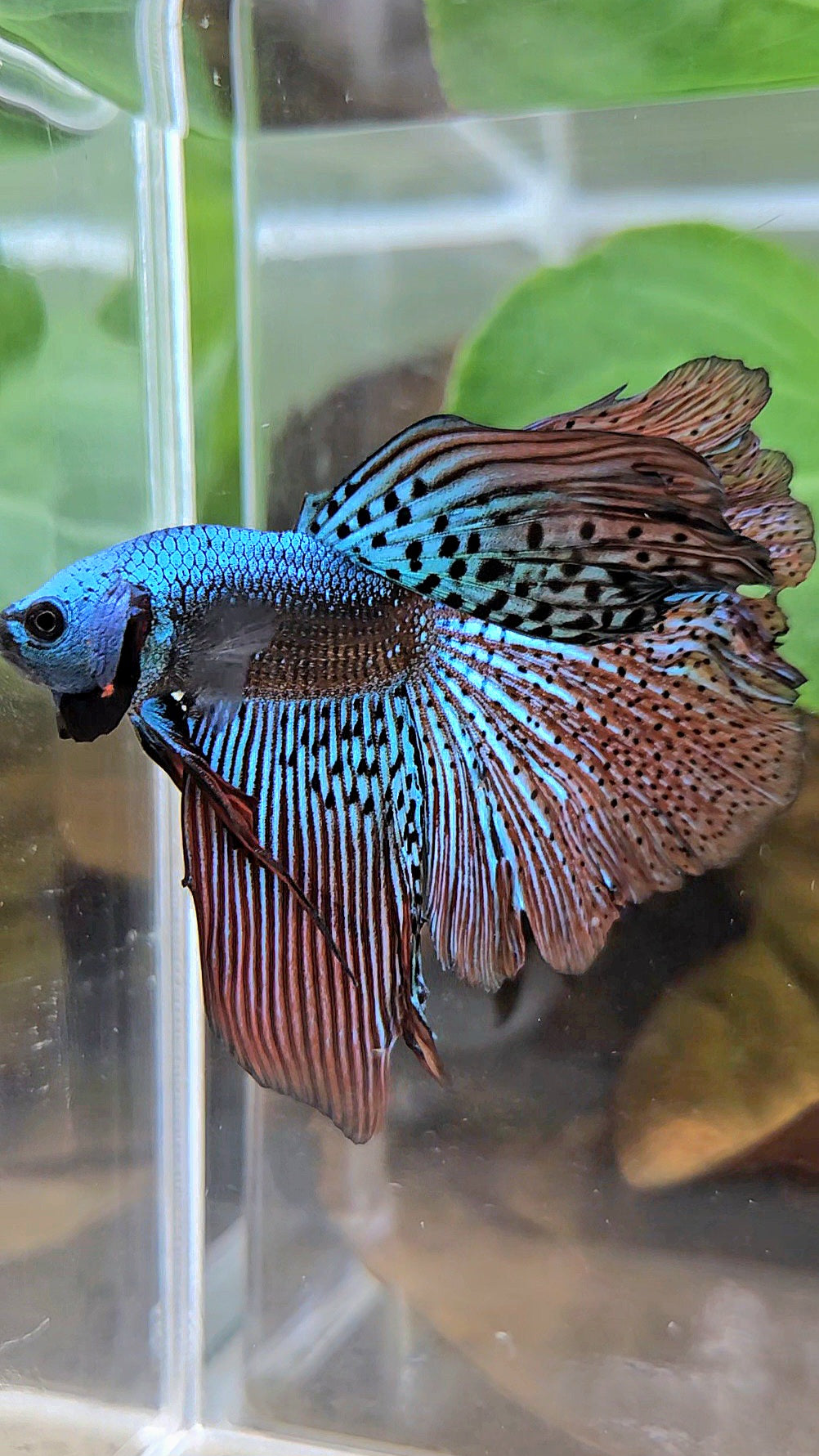 HALFMOON ROSETAIL ALIEN GREEN HYBRID WILD BETTA FISH