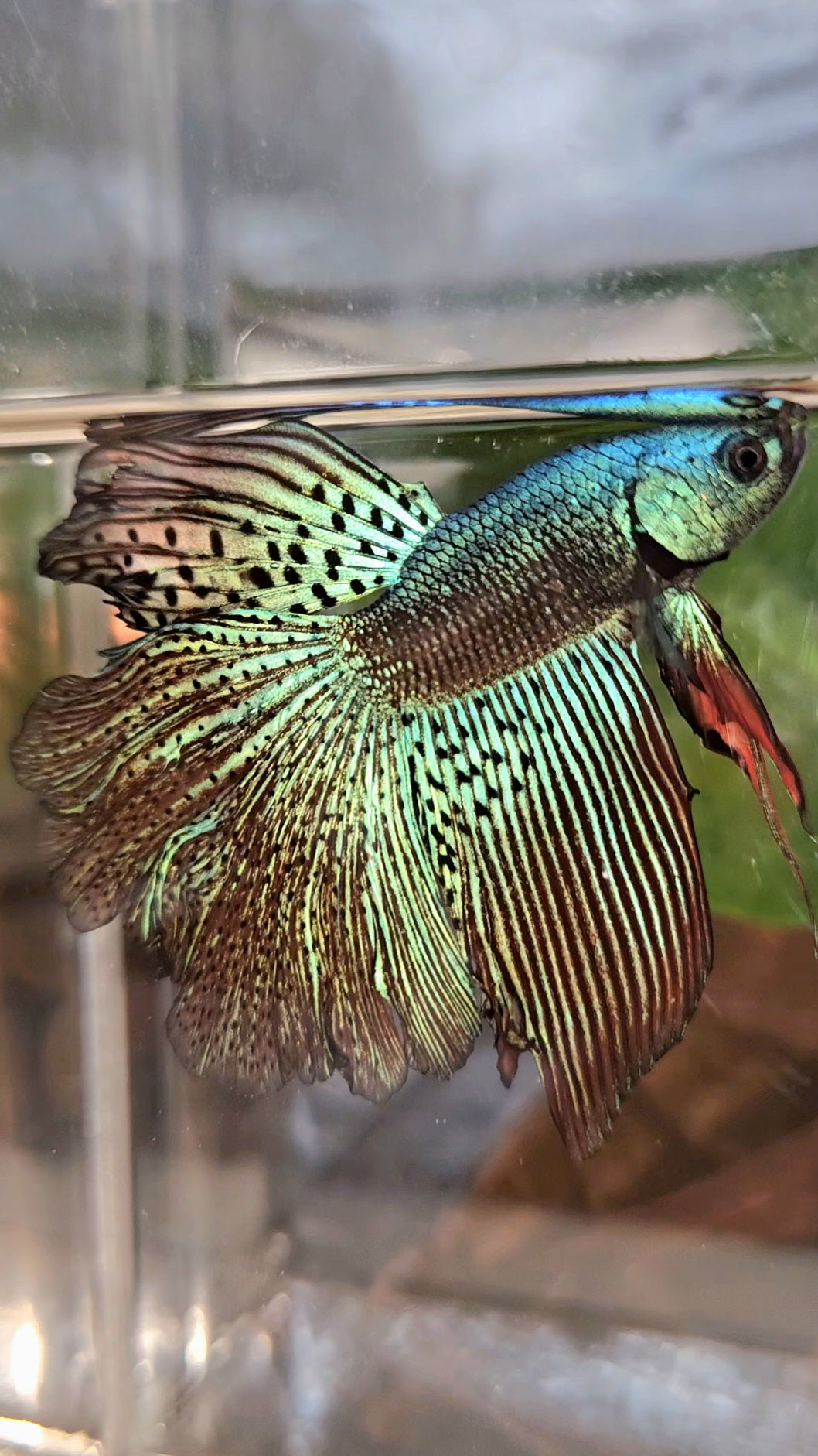 HALFMOON ROSETAIL ALIEN GREEN HYBRID WILD BETTA FISH