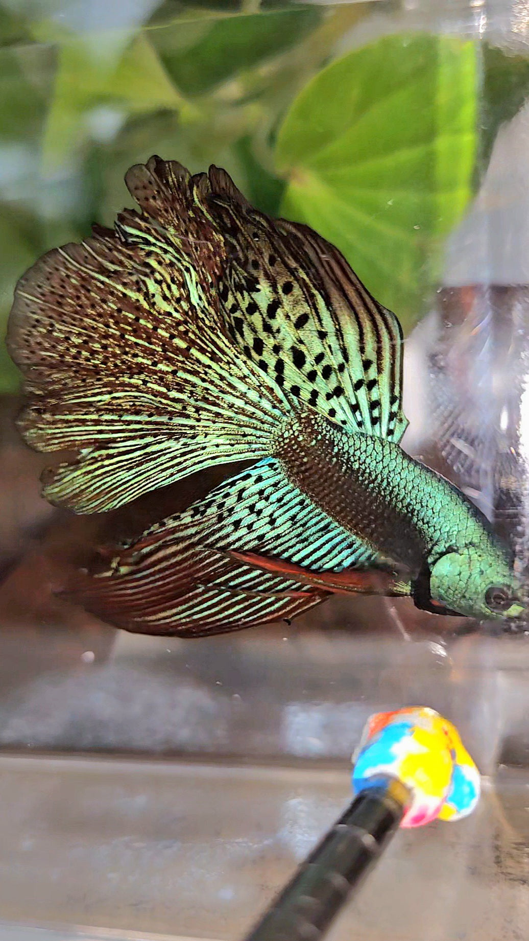 HALFMOON ROSETAIL ALIEN GREEN HYBRID WILD BETTA FISH
