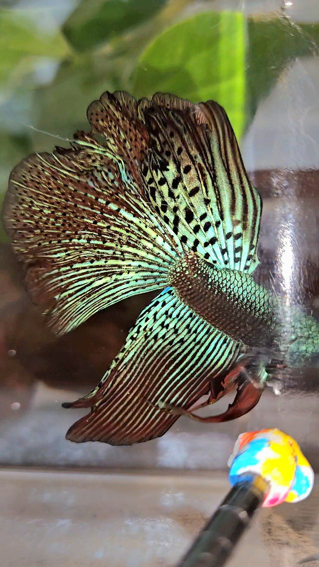 HALFMOON ROSETAIL ALIEN GREEN HYBRID WILD BETTA FISH