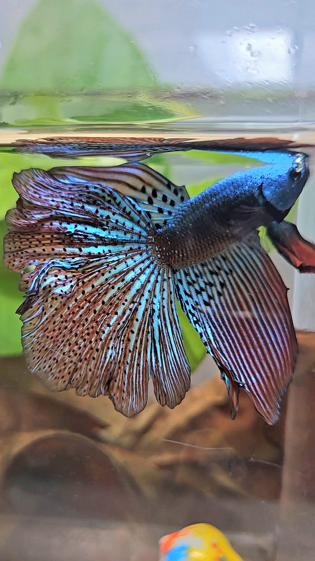 HALFMOON ROSETAIL ALIEN GREEN HYBRID WILD BETTA FISH