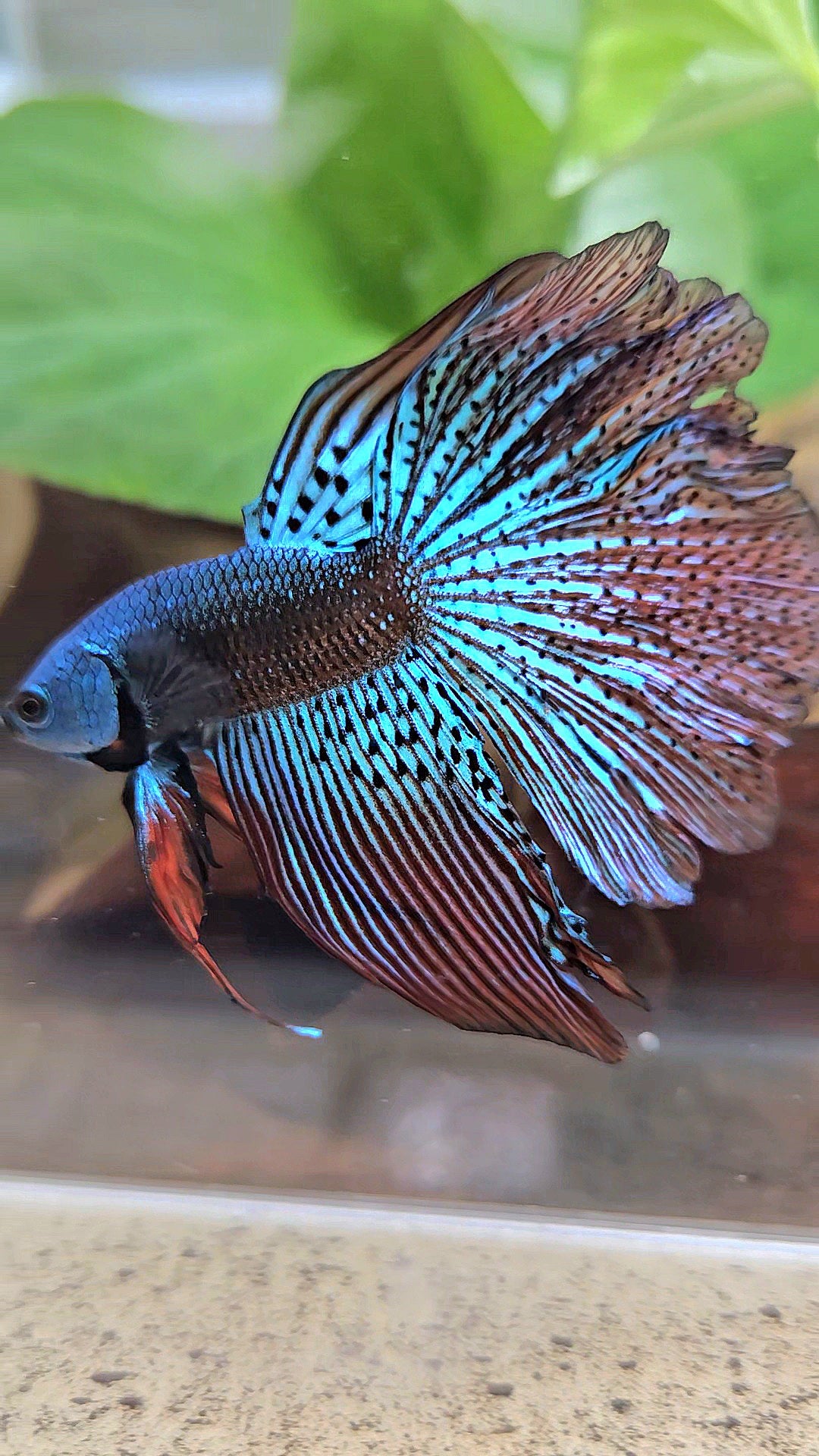 HALFMOON ROSETAIL ALIEN GREEN HYBRID WILD BETTA FISH