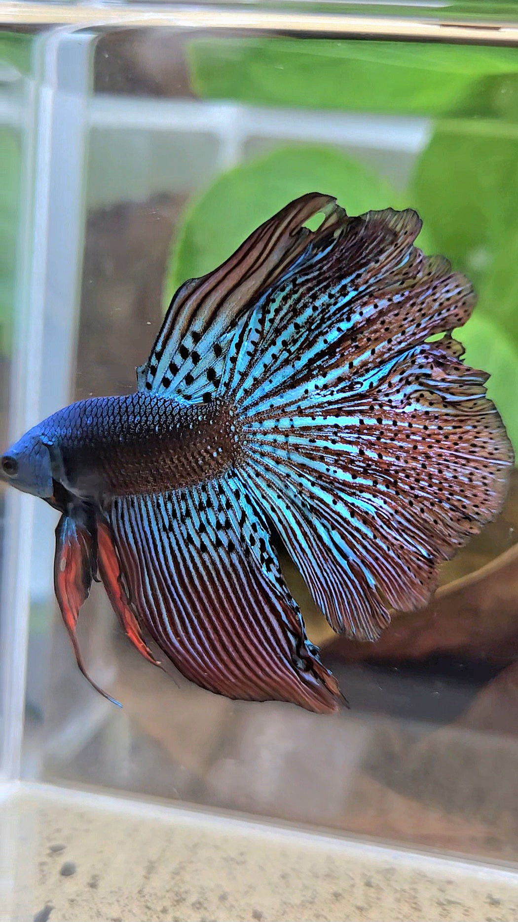 HALFMOON ROSETAIL ALIEN GREEN HYBRID WILD BETTA FISH