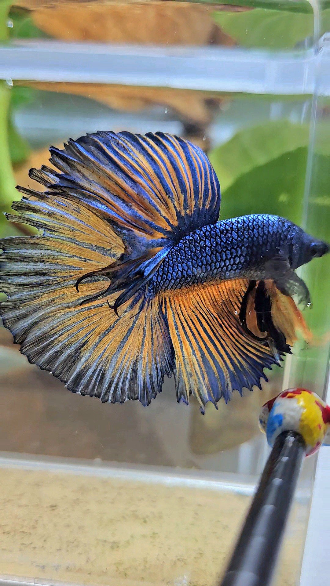HALFMOON ROSETAIL YELLOW BLUE MUSTARD GAS PATTERN BETTA FISH