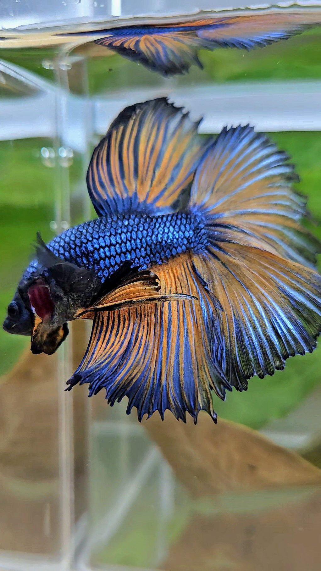 HALFMOON ROSETAIL YELLOW BLUE MUSTARD GAS PATTERN BETTA FISH