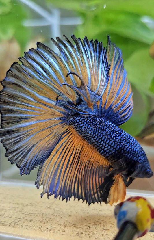 HALFMOON ROSETAIL YELLOW BLUE MUSTARD GAS PATTERN BETTA FISH
