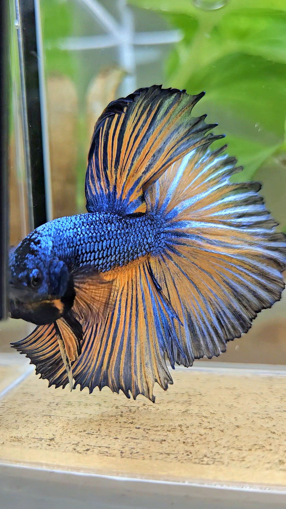 HALFMOON ROSETAIL YELLOW BLUE MUSTARD GAS PATTERN BETTA FISH