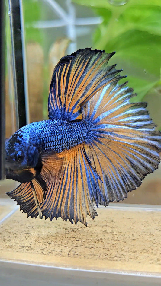 HALFMOON ROSETAIL YELLOW BLUE MUSTARD GAS PATTERN BETTA FISH