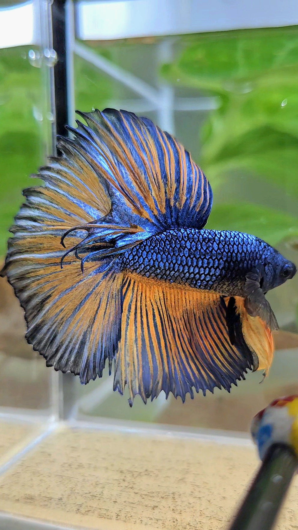 HALFMOON ROSETAIL YELLOW BLUE MUSTARD GAS PATTERN BETTA FISH
