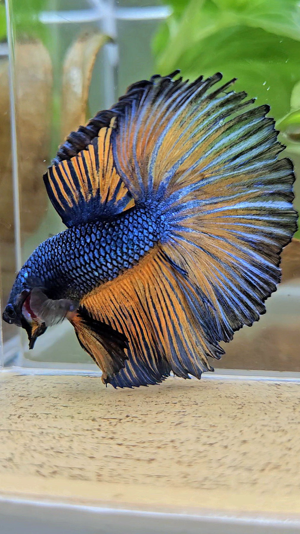 HALFMOON ROSETAIL YELLOW BLUE MUSTARD GAS PATTERN BETTA FISH