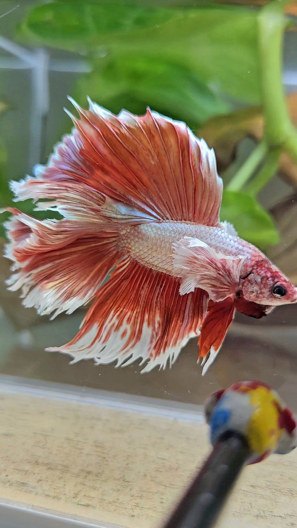 HALFMOON DOUBLE TAIL DUMBO EAR ROSEGOLD BETTA FISH