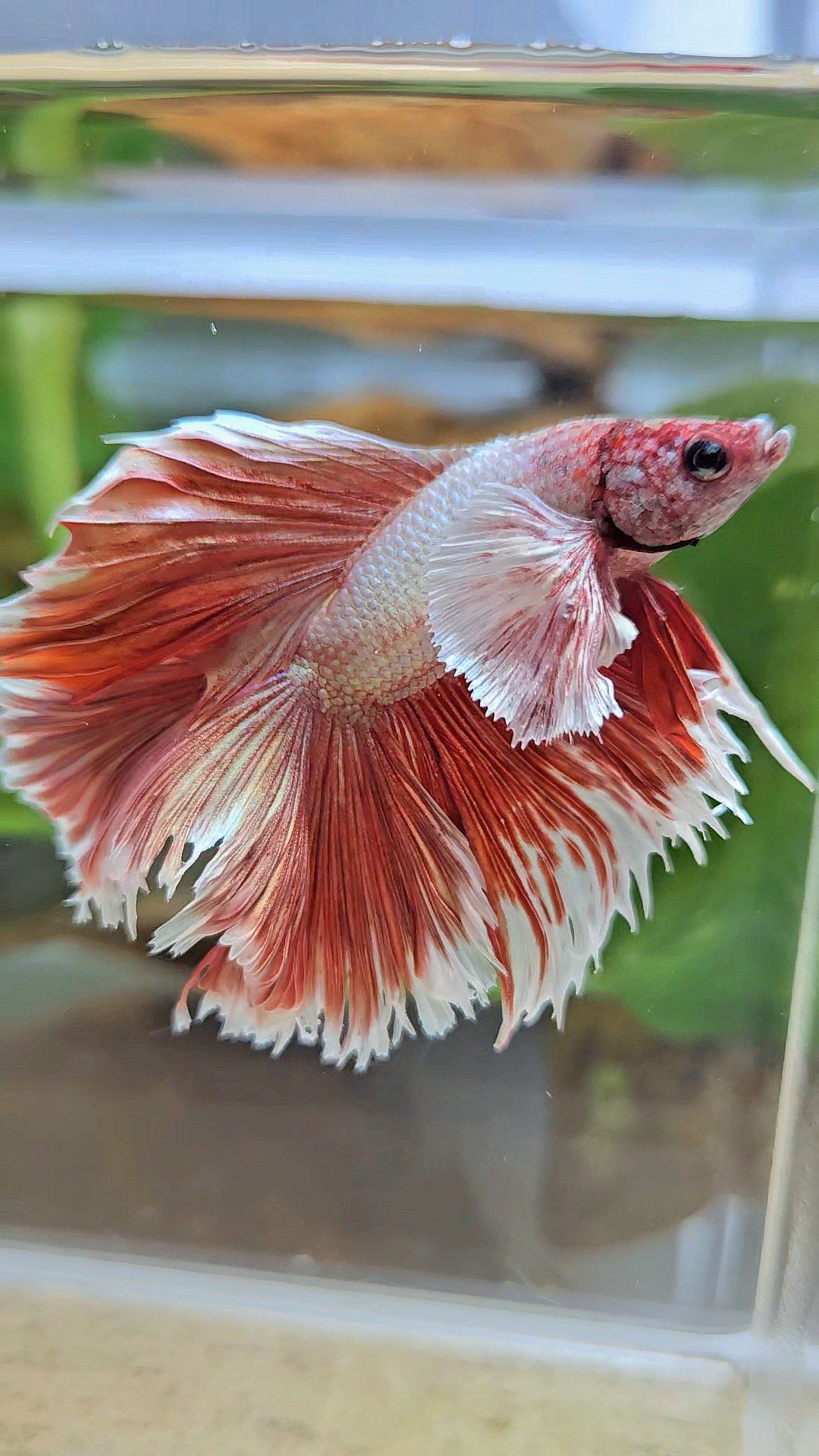 HALFMOON DOUBLE TAIL DUMBO EAR ROSEGOLD BETTA FISH