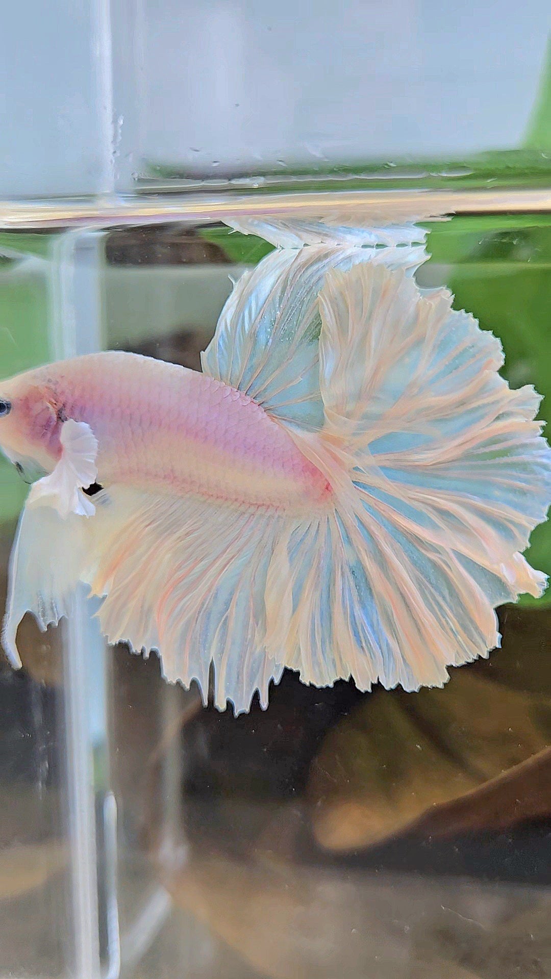 HALFMOON FEATHER TAIL WHITE OPAQUE BETTA FISH
