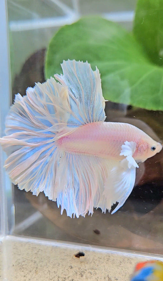 HALFMOON FEATHER TAIL WHITE OPAQUE BETTA FISH