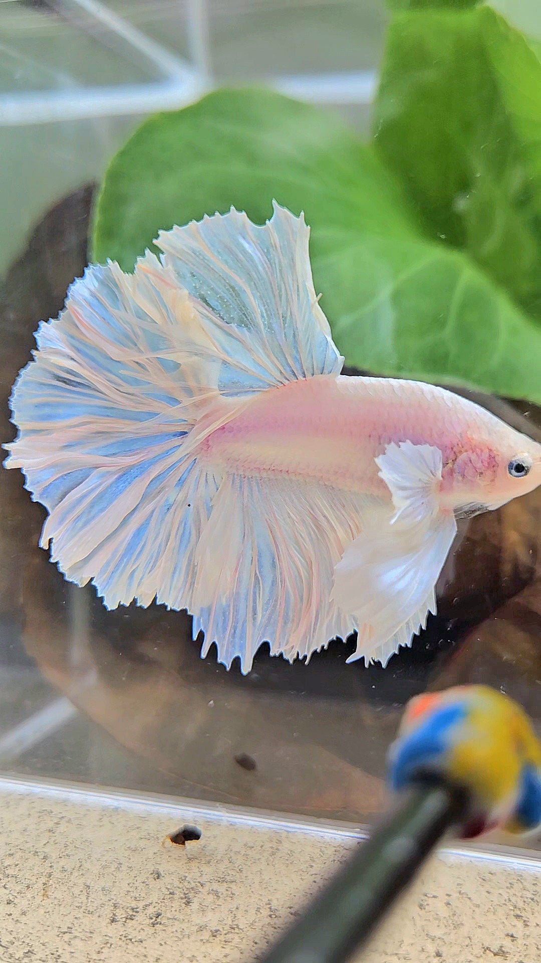 HALFMOON FEATHER TAIL WHITE OPAQUE BETTA FISH