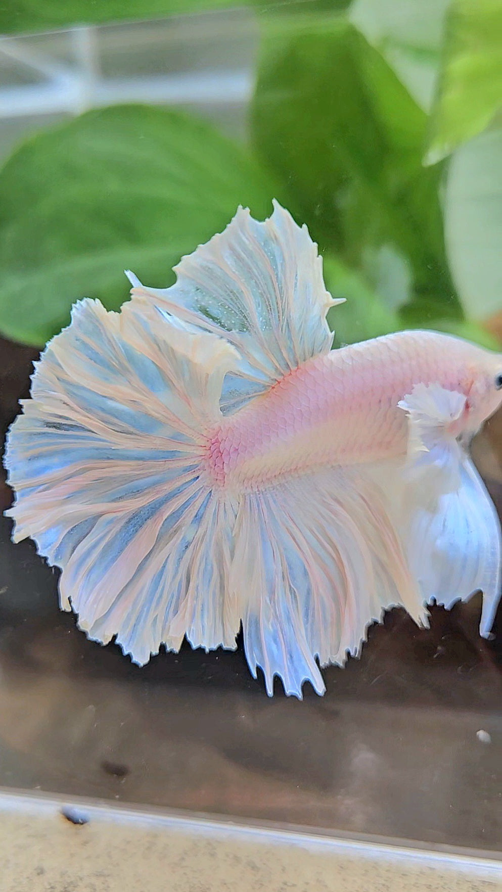 HALFMOON FEATHER TAIL WHITE OPAQUE BETTA FISH