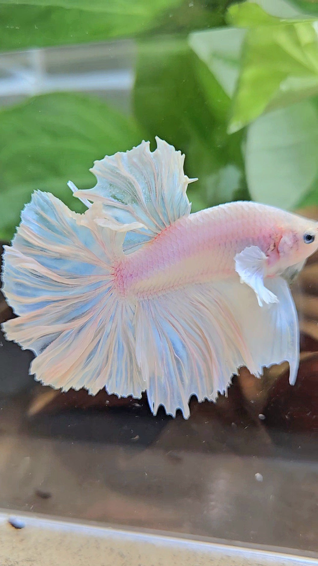 HALFMOON FEATHER TAIL WHITE OPAQUE BETTA FISH