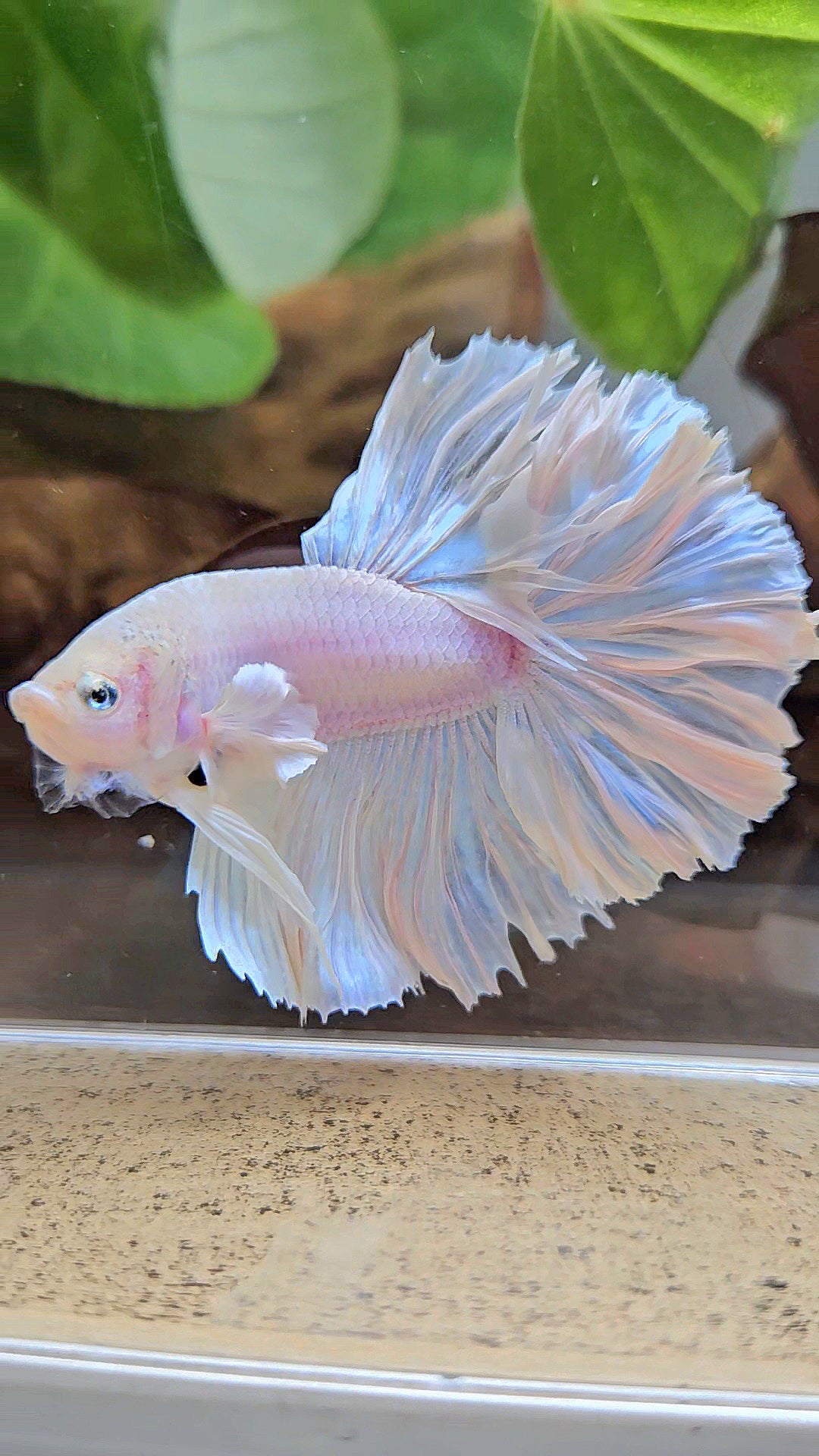 HALFMOON FEATHER TAIL WHITE OPAQUE BETTA FISH