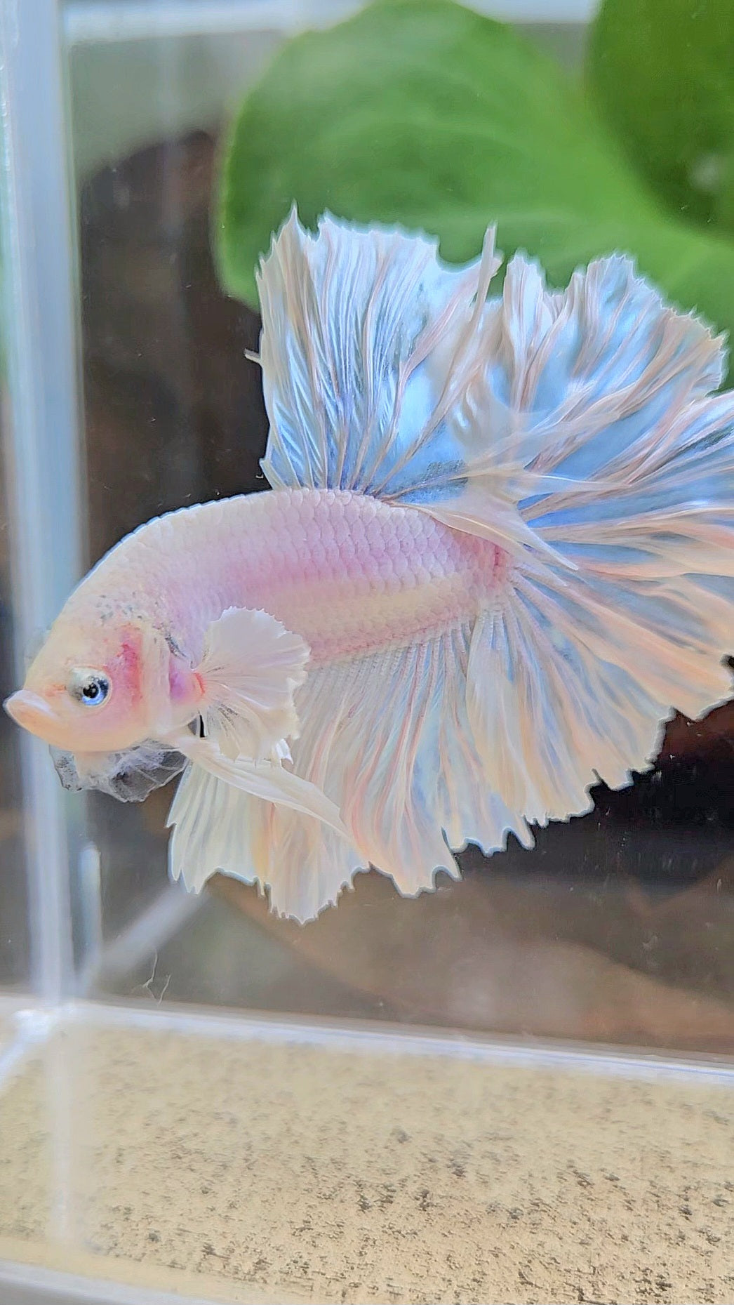 HALFMOON FEATHER TAIL WHITE OPAQUE BETTA FISH