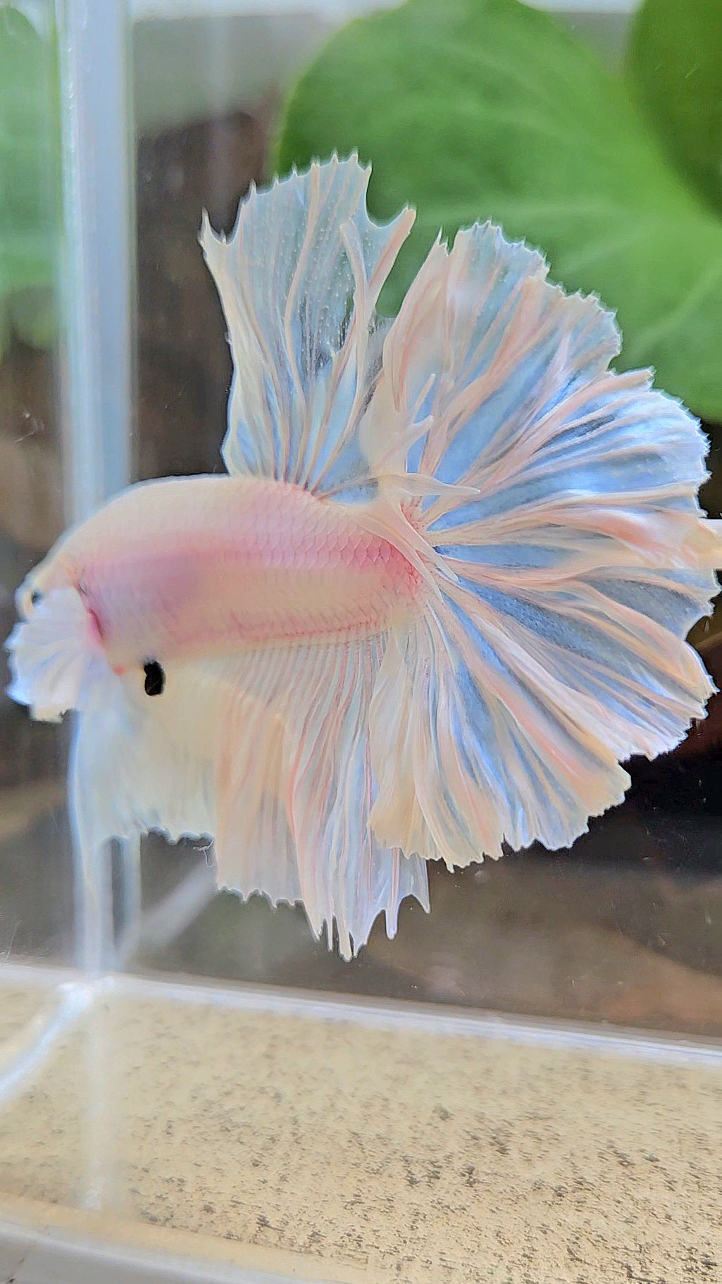 HALFMOON FEATHER TAIL WHITE OPAQUE BETTA FISH