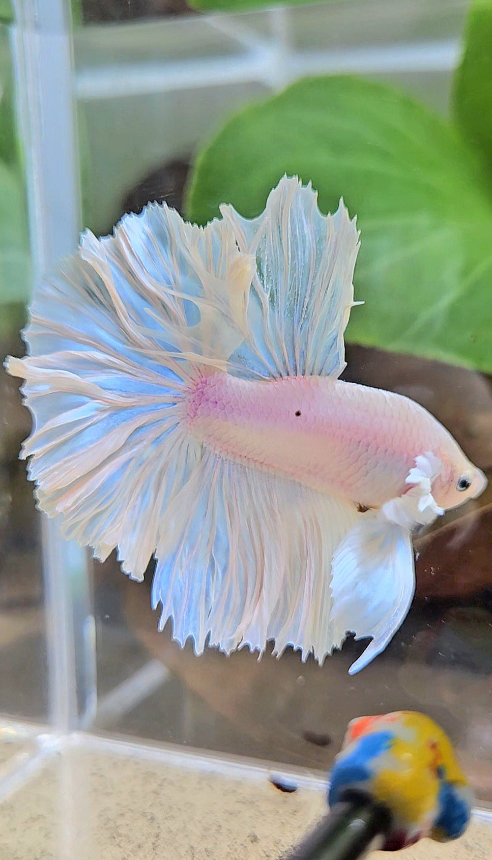 HALFMOON FEATHER TAIL WHITE OPAQUE BETTA FISH