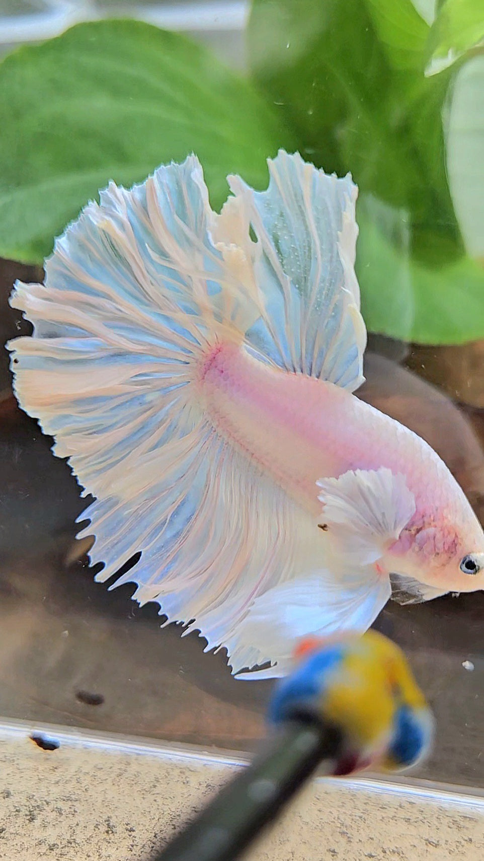 HALFMOON FEATHER TAIL WHITE OPAQUE BETTA FISH