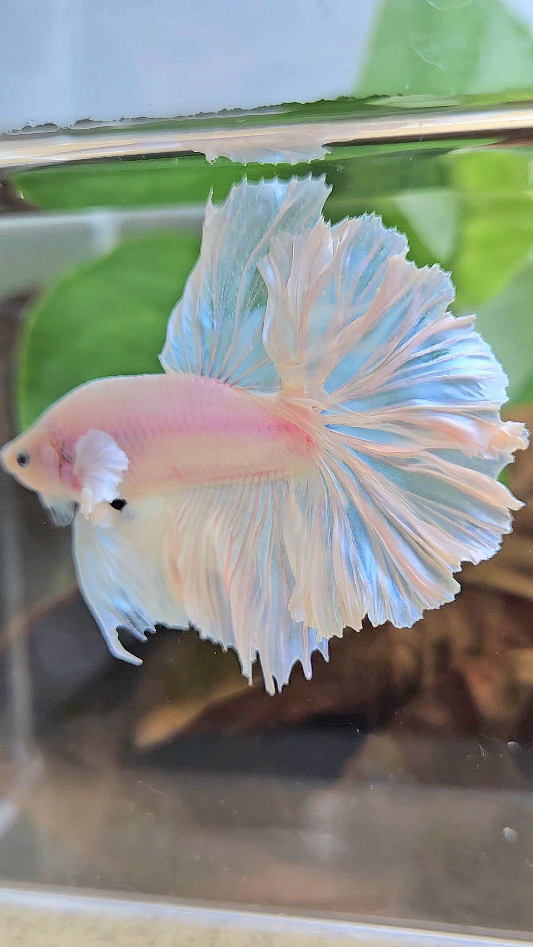 HALFMOON FEATHER TAIL WHITE OPAQUE BETTA FISH