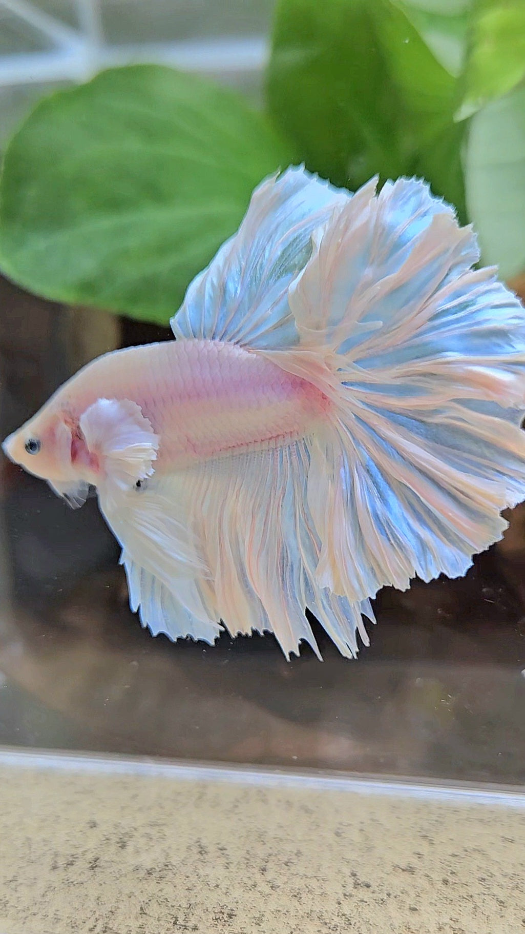 HALFMOON FEATHER TAIL WHITE OPAQUE BETTA FISH