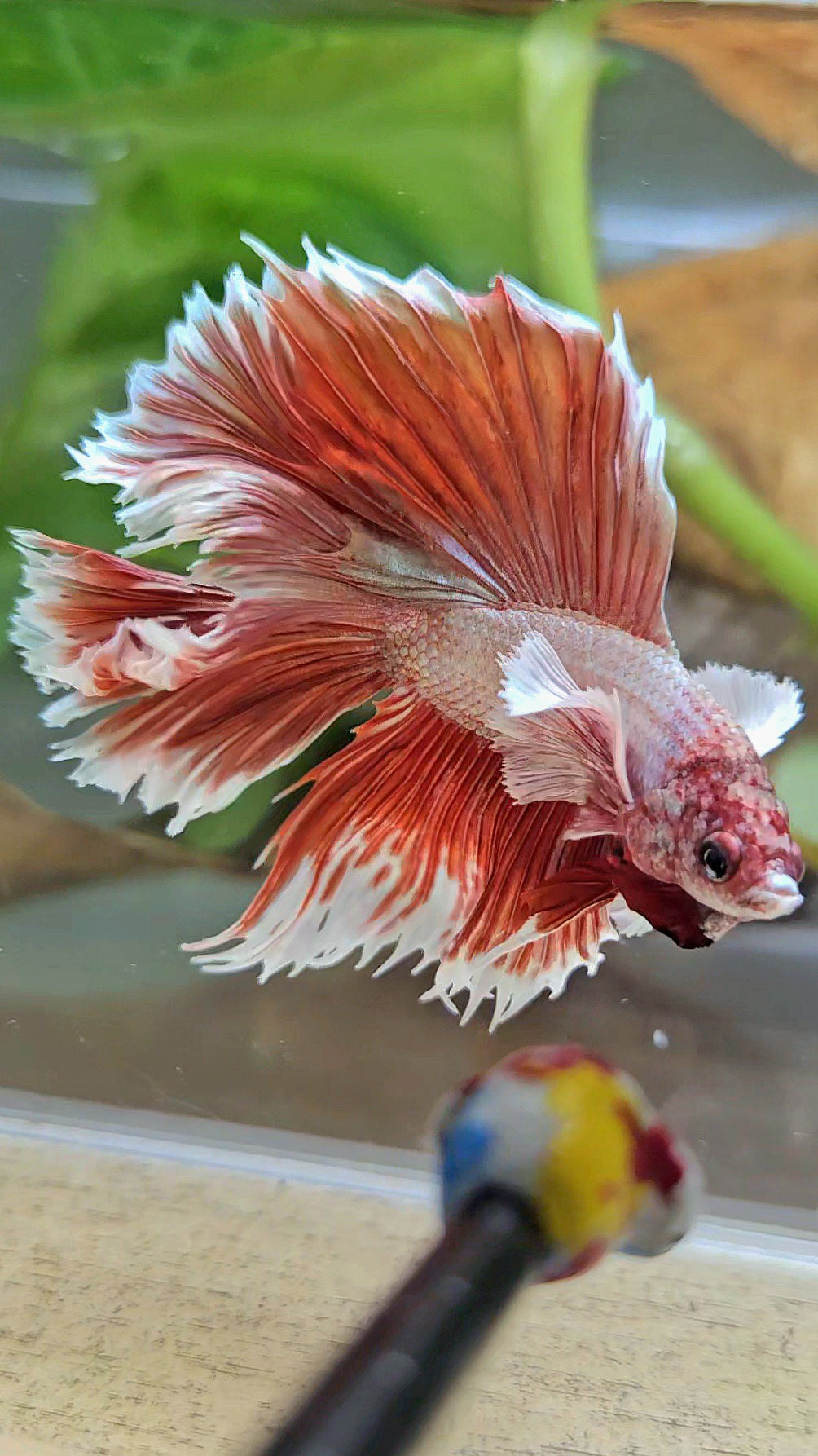 HALFMOON DOUBLE TAIL DUMBO EAR ROSEGOLD BETTA FISH