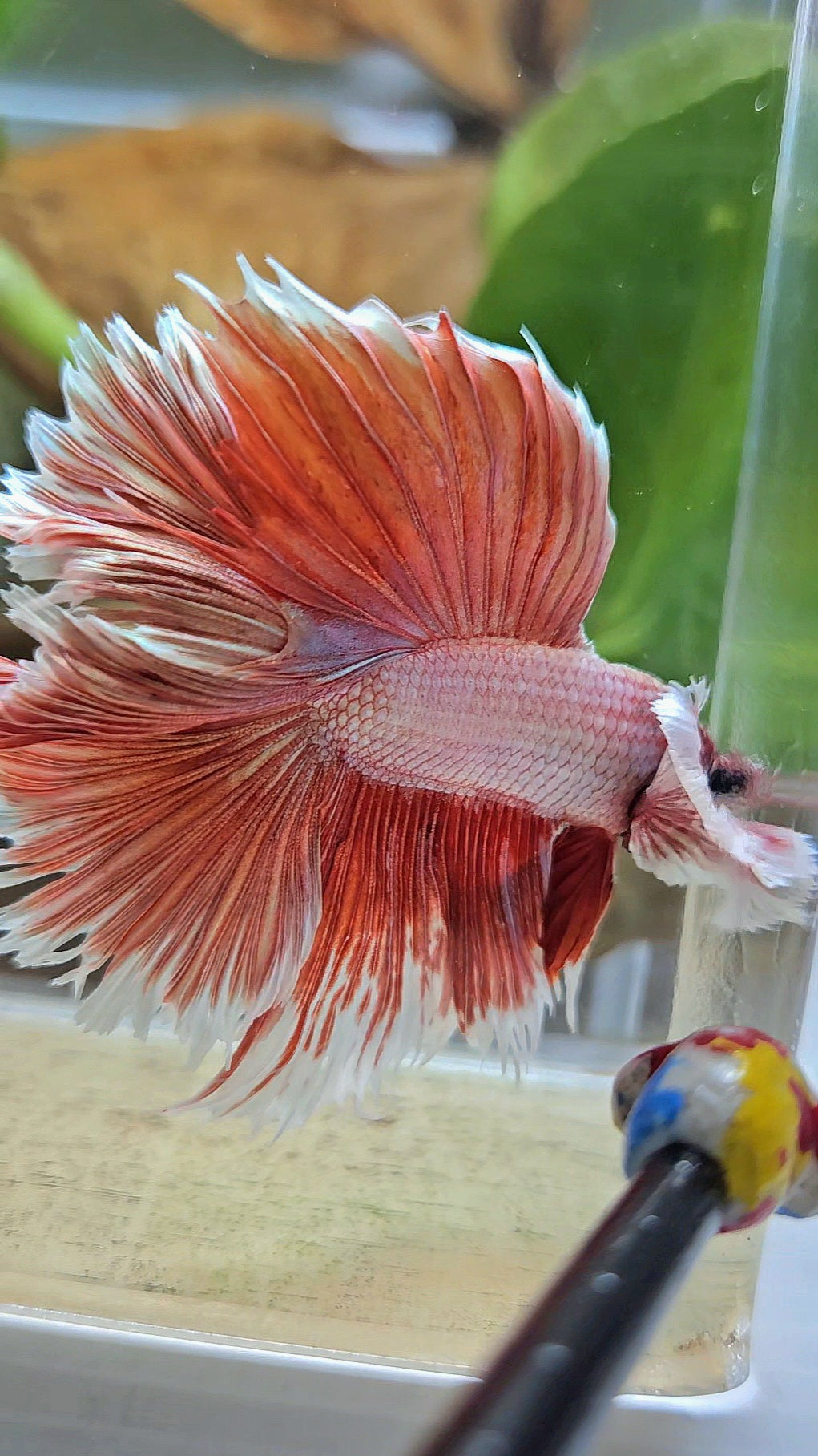 HALFMOON DOUBLE TAIL DUMBO EAR ROSEGOLD BETTA FISH